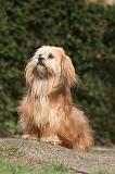 LHASSA APSO 144